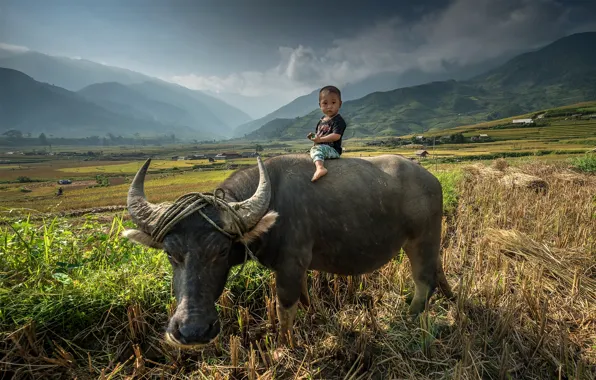 Field, child, surprise, Asia, Bull, field, baby, Asia