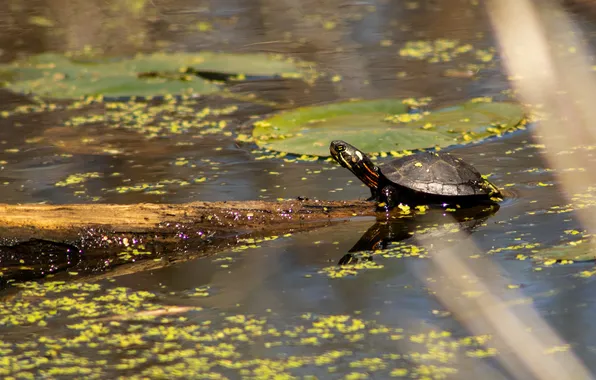 Leaves, water, pond, reflection, swamp, turtle, log, pond