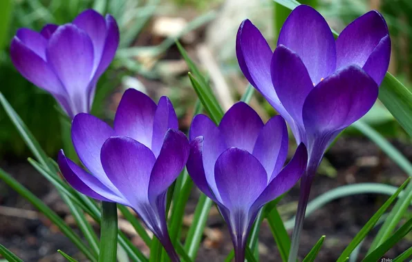 Greens, flowers, purple