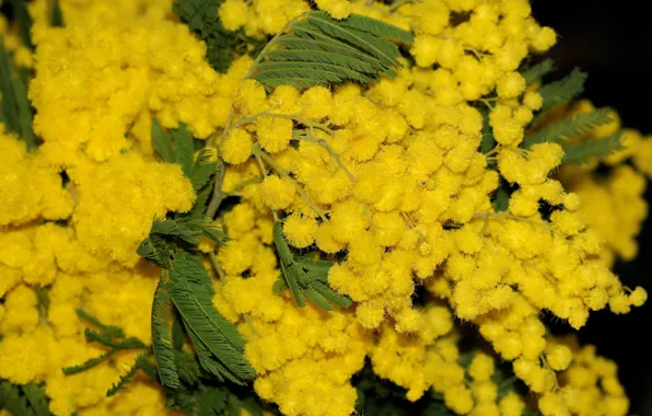 Leaves, flowers, Wallpaper, Mimosa