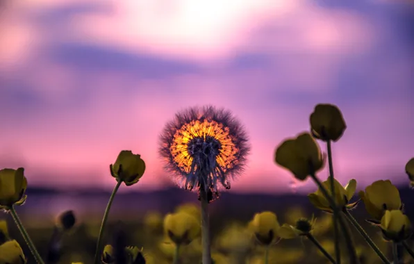 Summer, nature, Dandelion sunset
