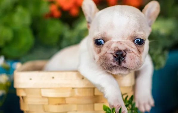 Look, basket, legs, baby, puppy, face, French bulldog