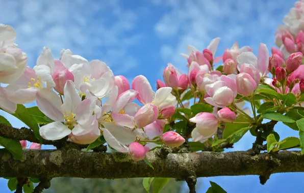 Macro, flowers, branches, spring, Apple, flowering, buds