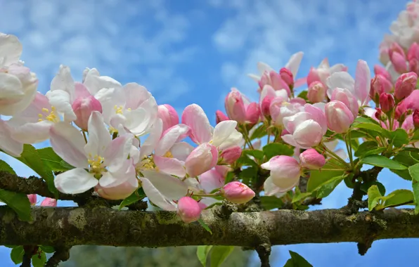 Macro, branch, spring, Apple, flowering, flowers, buds