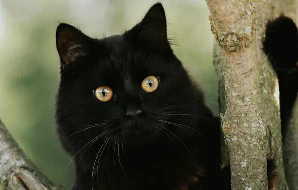 Picture cat, tree, black