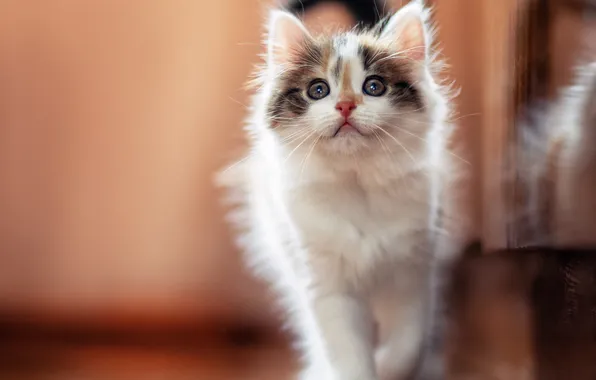Picture look, baby, muzzle, kitty