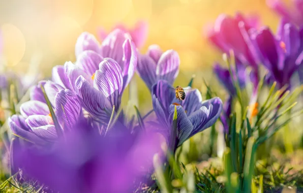 Light, flowers, bee, bright, spring, crocuses, insect, pink