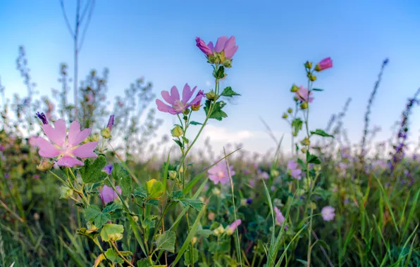 Wallpaper summer, flowers, field, nature