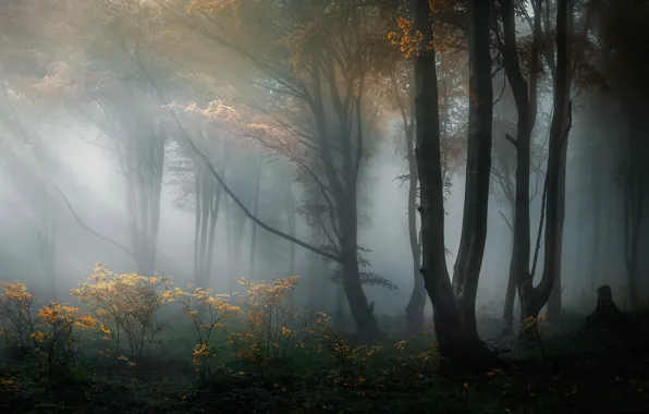 Forest, trees, nature, haze