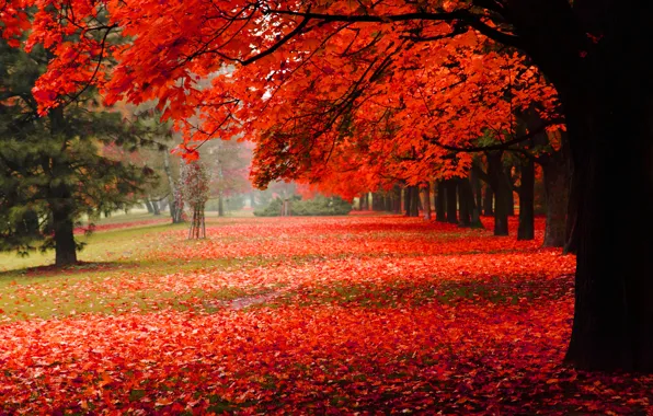 Picture autumn, nature, Park, foliage