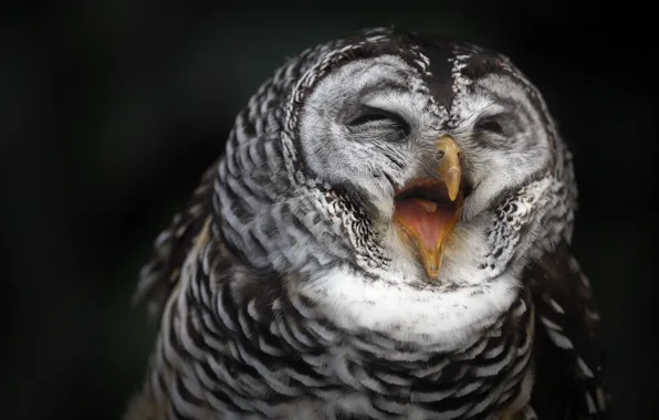 Picture nature, owl, bird