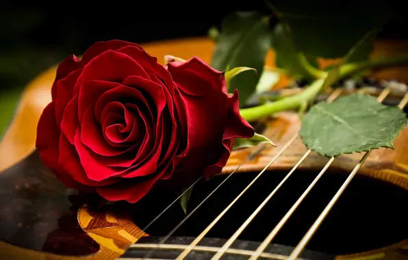 Picture background, rose, guitar