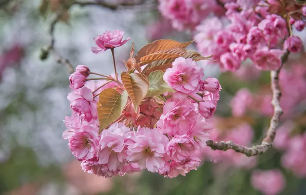 Picture cherry, branch, spring, Sakura, flowering, flowers