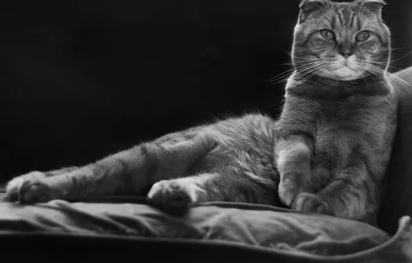 Cat, portrait, black and white, monochrome, Scottish fold, Scottish fold cat