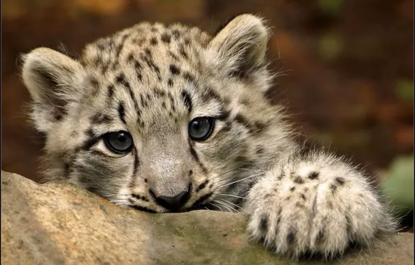 Look, paw, IRBIS, snow leopard, kitty