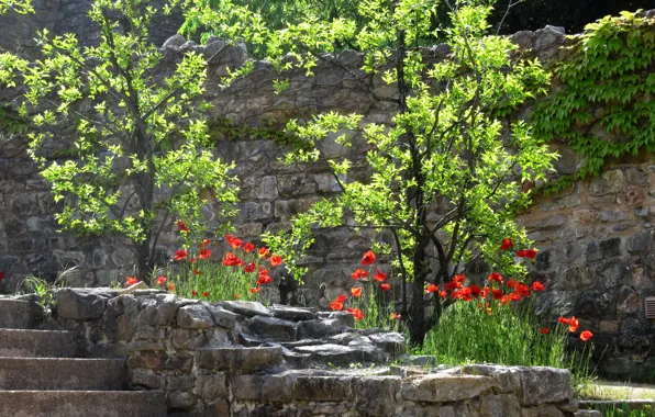 Flowers, Maki, stage, Provence, Thauron