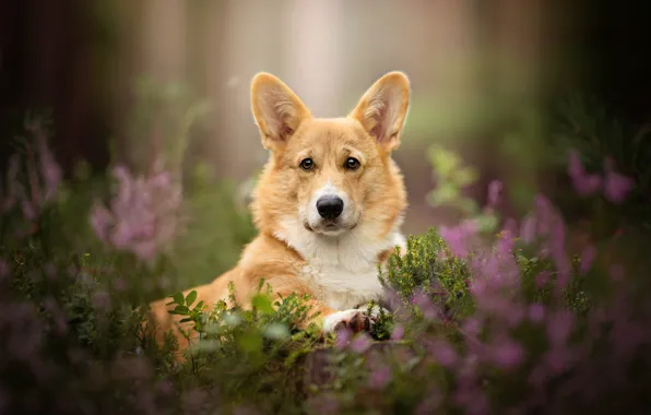 Picture flowers, dog, ears, bokeh