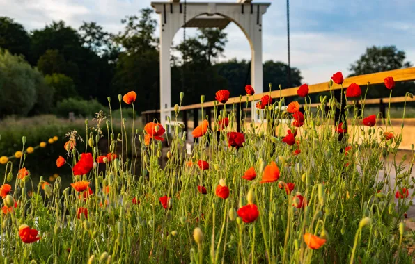 Summer, flowers, bridge, river, shore, Maki, the fence, arch