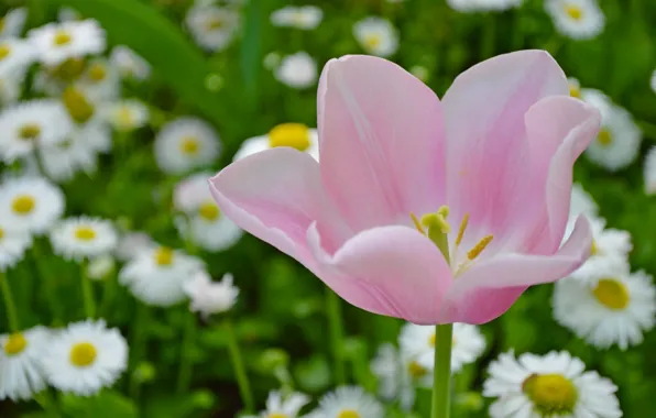 Picture macro, Tulip, petals, Bud, bokeh, Daisy