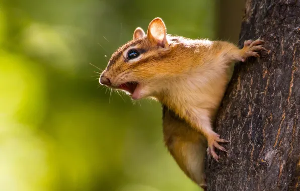 Picture tree, Chipmunk, rodent
