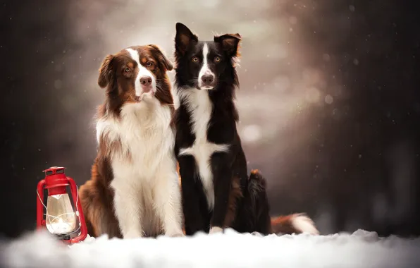 Picture dogs, snow, lantern, a couple, bokeh, two dogs