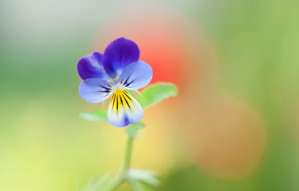 Picture macro, petals, Pansy, Viola tricolor