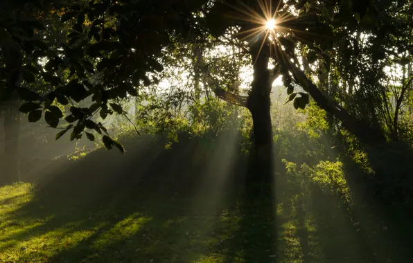 Picture forest, trees, landscape, nature, fog, plants, forest, trees