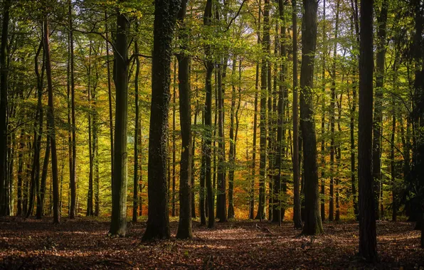 Autumn, forest, light, trees, branches, nature, trunks, foliage