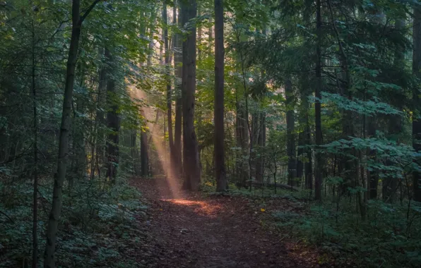 Forest, trees, ray, path