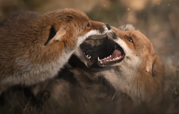 Look, face, close-up, nature, pose, the game, two, fight