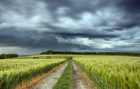 Picture road, field, the sky