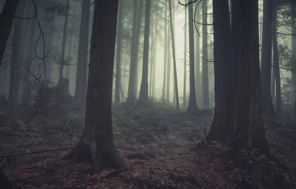 Forest, trees, nature, fog