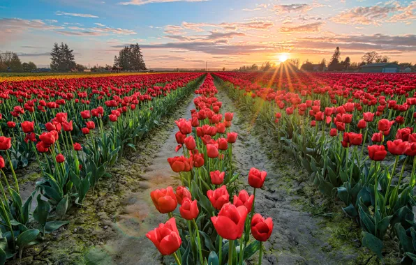 Field, the sky, the sun, clouds, rays, light, trees, sunset