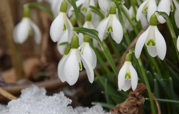 Snow, flowers, spring, snowdrops, white, clearing, bokeh, Bush