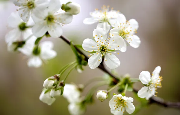 Picture macro, cherry, branch, spring, buds, flowering, flowers