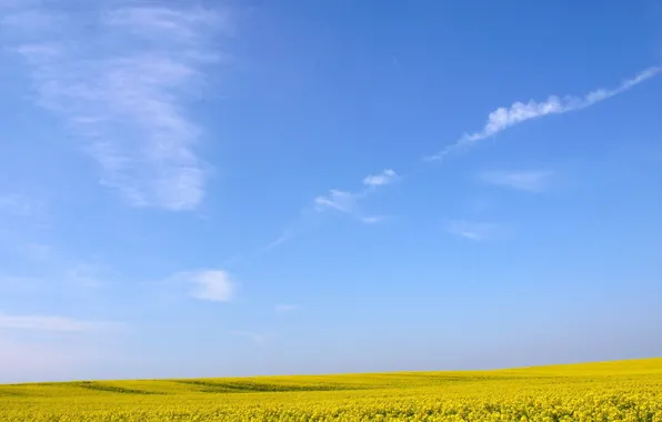Field, the sky, flowers, Yellow