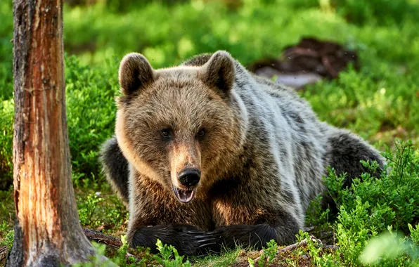 Picture forest, grass, tree, glade, bear, brown