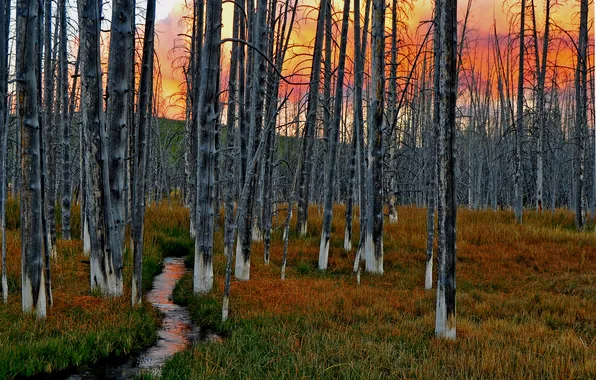 Forest, the sky, grass, trees, sunset, stream