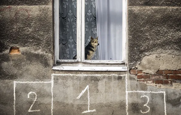 Picture house, dog, window