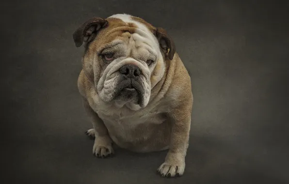 Look, each, dog, British Bulldog