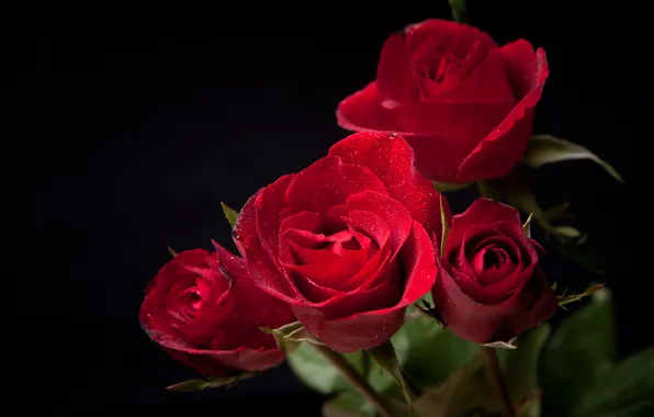 Picture the dark background, roses, buds, flowering