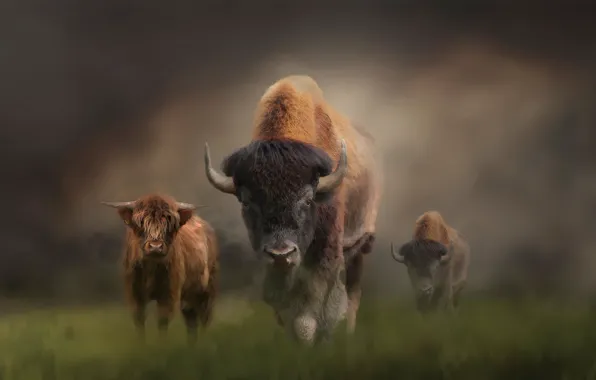 Picture Fog, Grass, Look, Horns, Art, Bulls, Buffalo