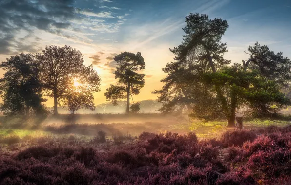 The sky, the sun, clouds, rays, light, trees, flowers, fog
