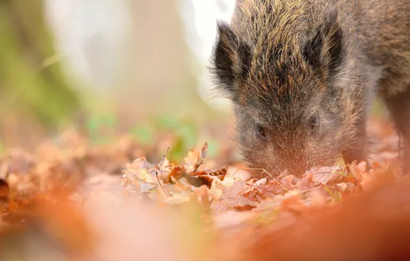 Autumn, look, face, nature, background, glade, foliage, boar