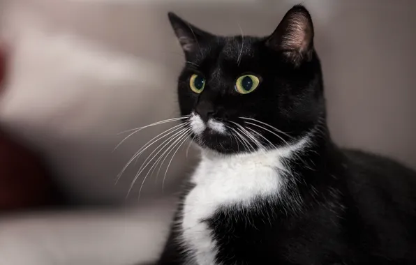 Picture eyes, cat, mustache, background