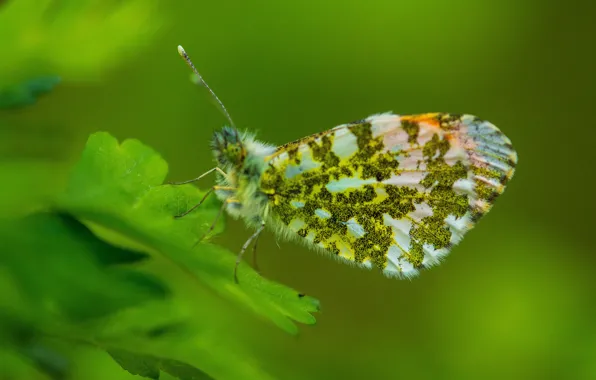 Picture leaves, green, Insects, green, leaves, insects