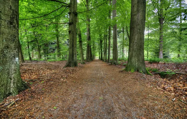 Road, forest, summer, landscape, nature