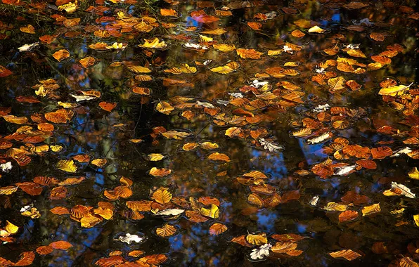 Autumn, water, reflection, foliage, treatment, yellow, red, falling leaves