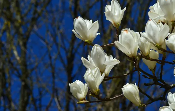 Branches, flowering, flowers, Magnolia