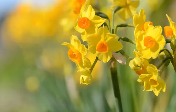 Yellow, daffodils, bokeh